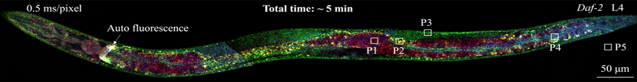 FIRE imaging of intact daf-2 C. elegans