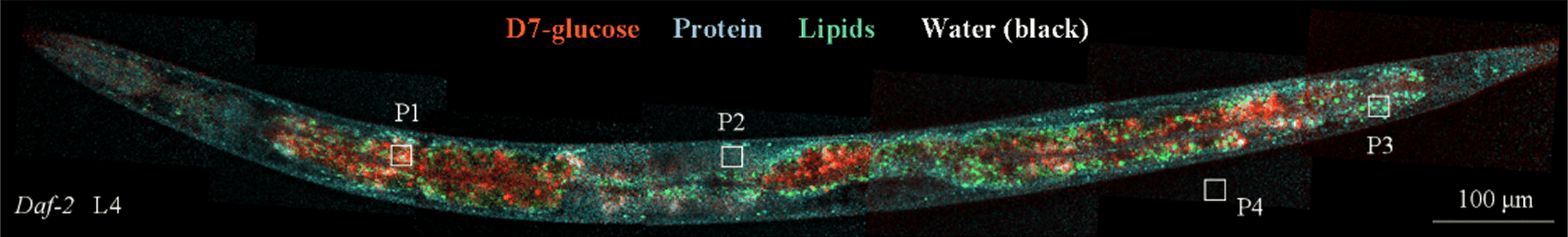 Detection limit of D7-glucose