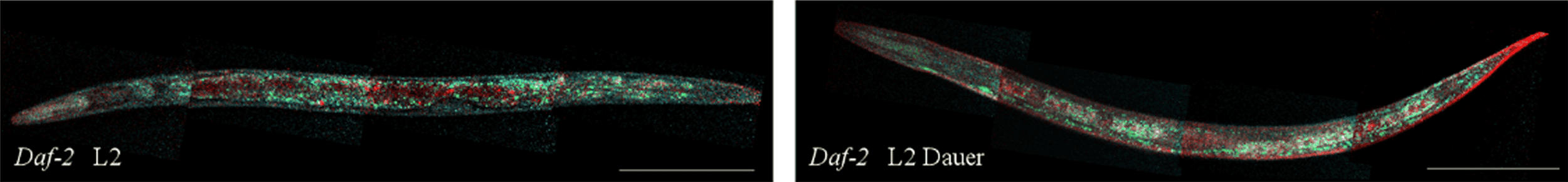 FIRE Spectra obtained in d